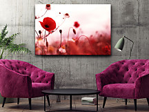 Obraz Krása divých makov zs1109